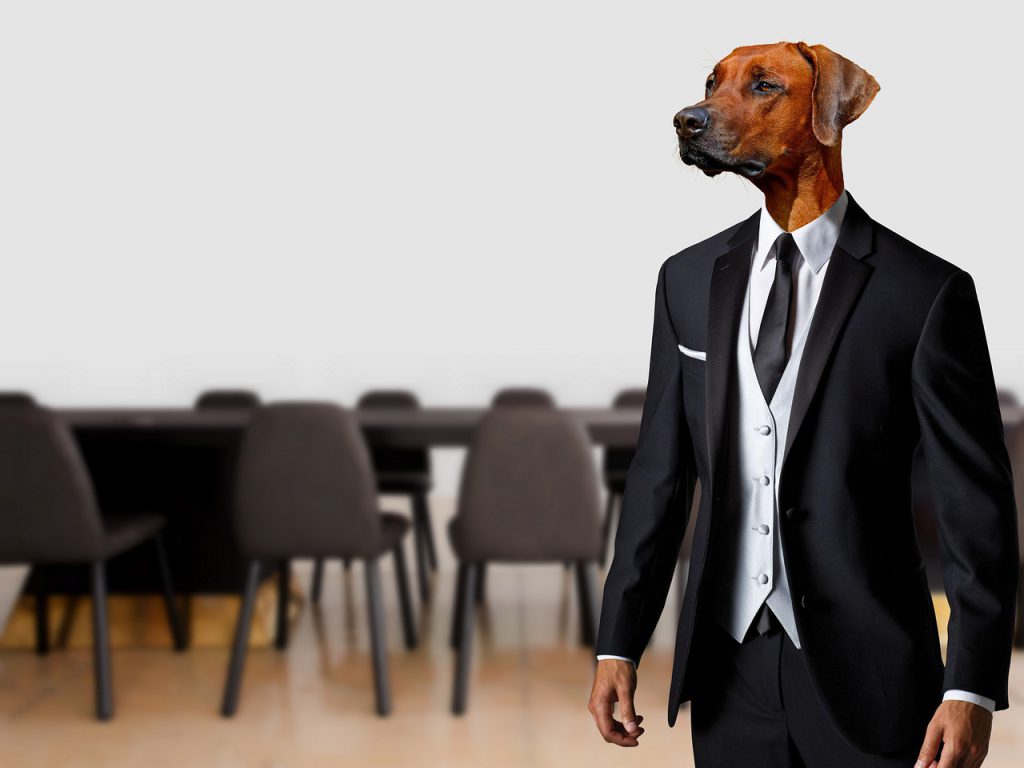 business, dog, suit-4769237.jpg