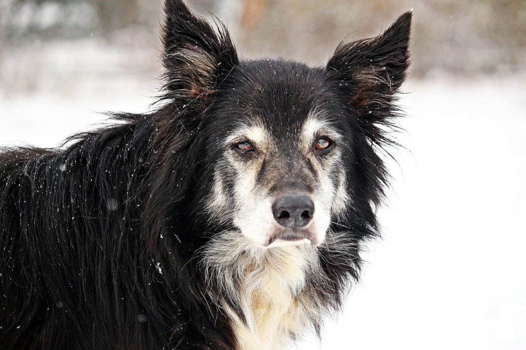 dog, border, snow-1811828.jpg